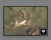 Lightroom | Library | Grid view: the signpost icon indicating that GPS metadata is present